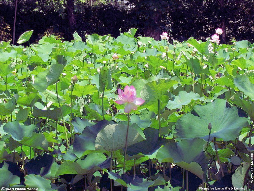 fonds d cran Afrique Ile Maurice Fleurs de Lotus - de Jean-Pierre Marro