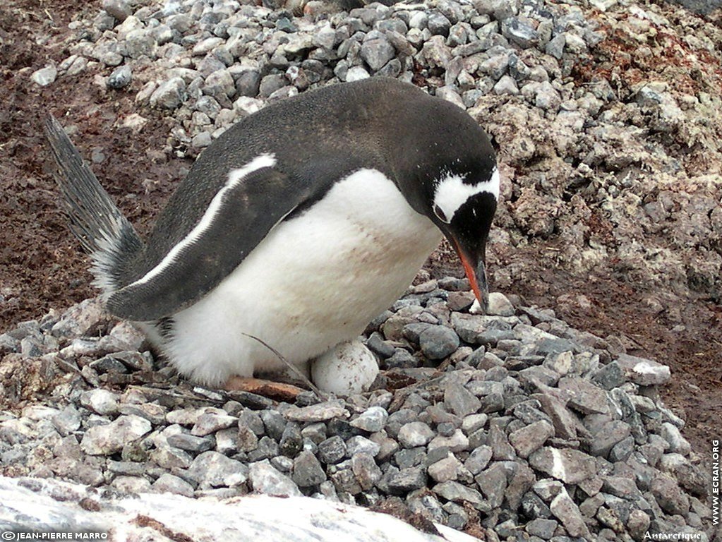 fonds d cran Antarctique Pole Sud Iceberg Banquise - de Jean-Pierre Marro