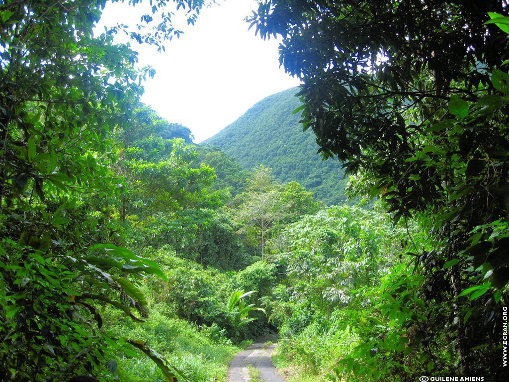 fonds d cran Antilles Guadeloupe - de Guilne Amiens